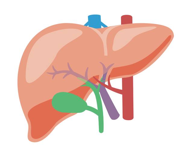 医療コラム第20回：年末年始のお酒で肝臓は大丈夫？｜γ-GTP・AST・ALTが気になる人の受診目安
