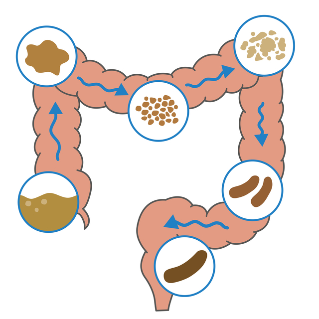 医療コラム第18回：便が細い・下痢が続く…大腸がんのサイン？――受診の目安を専門医がわかりやすく解説